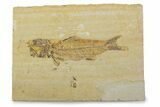 Fossil Fish (Amphiplaga) - Uncommon Species #373890-1
